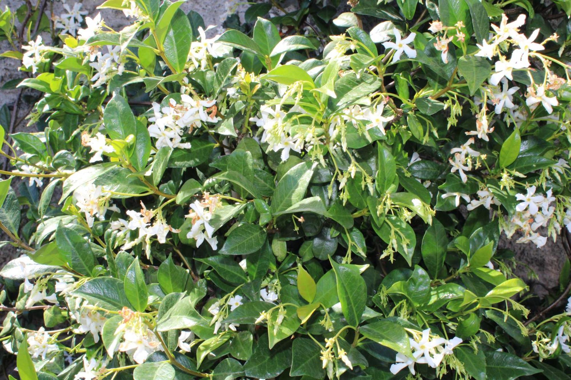 Moradia Stephanie Funchal  Luaran gambar